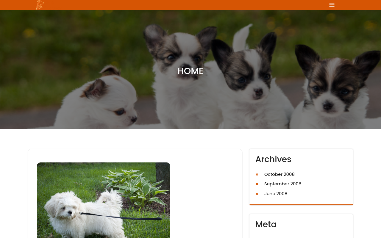 Десктоп — Classic Dog Breeder